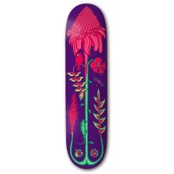 Drawing Boards Costa Rica Torch Ginger Skateboard Deck - 8.25"